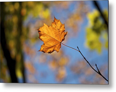 Autumn Metal Print featuring the photograph Looking Up by Penny Meyers