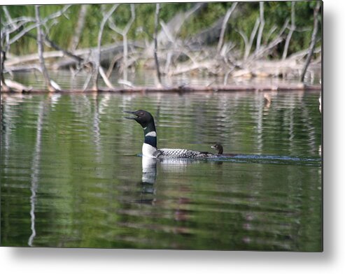 Loon Metal Print featuring the photograph Loon and baby by Lynne McQueen