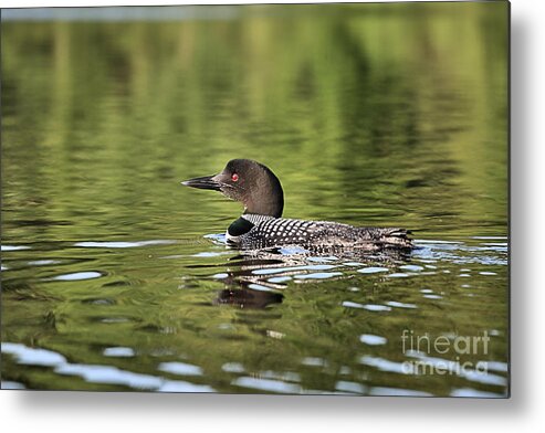 Loon Metal Print featuring the photograph Loon on a Lake by Stan Reckard