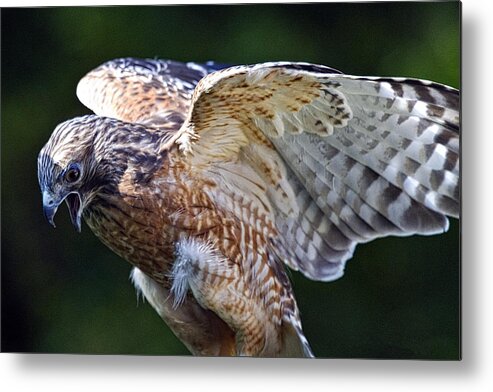 Raptor Metal Print featuring the photograph Loquacious by Constantine Gregory