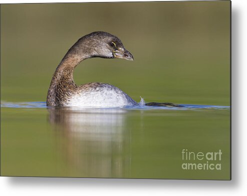 Grebe Metal Print featuring the photograph Loss-Neck Grebe by Bryan Keil