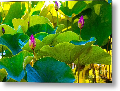 Lotus Pond Metal Print featuring the photograph Lotus Garden by Roselynne Broussard