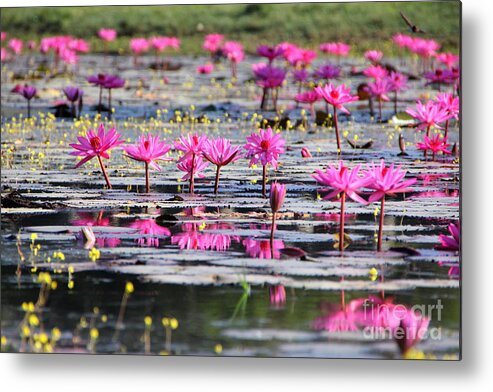 Aquatic Metal Print featuring the photograph Lotus flowers by Amanda Mohler