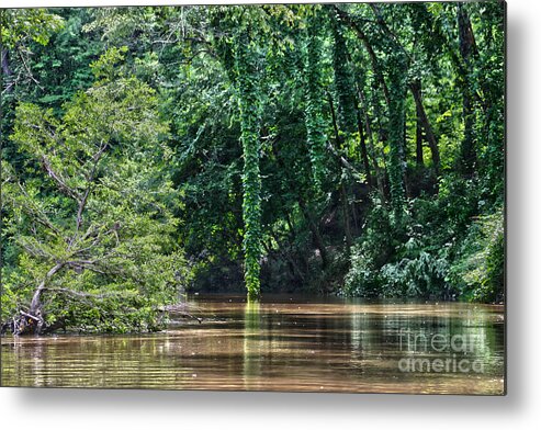 Cypress Metal Print featuring the photograph Louisiana Bayou Toro Creek Swamp by D Wallace