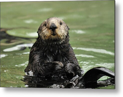 Sea Otter Metal Print featuring the photograph Lovable by Lara Ellis