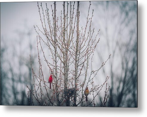 2014 Metal Print featuring the photograph Love Birds by Amber Flowers