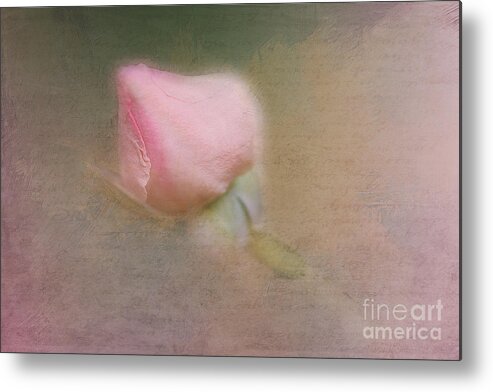 Rosebud Metal Print featuring the photograph Love in Bloom by A New Focus Photography