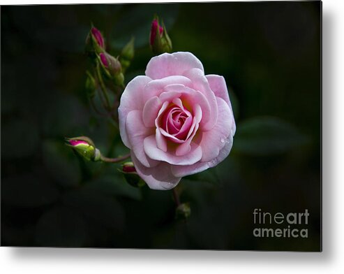 Rose Metal Print featuring the photograph Love Is A Rose IV by Al Bourassa