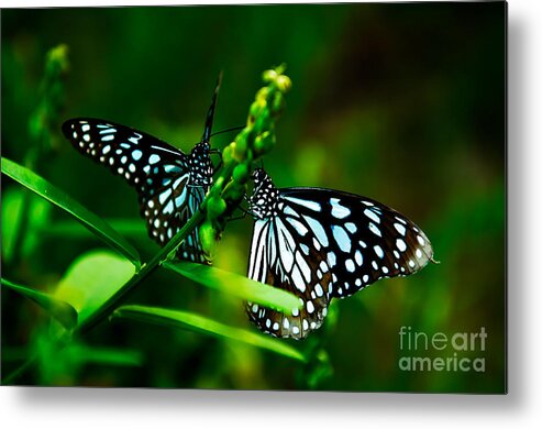 Butterflies Metal Print featuring the photograph Love is like a butterfly by Venura Herath
