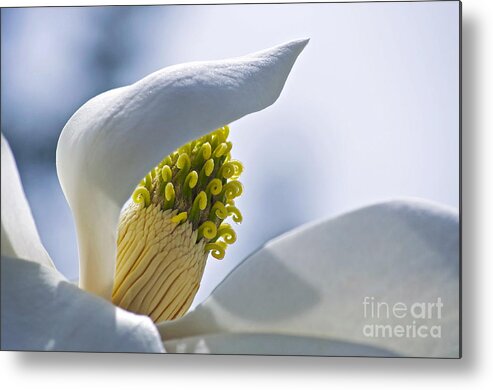 Magnolia Metal Print featuring the photograph Love of Nature by Gwyn Newcombe
