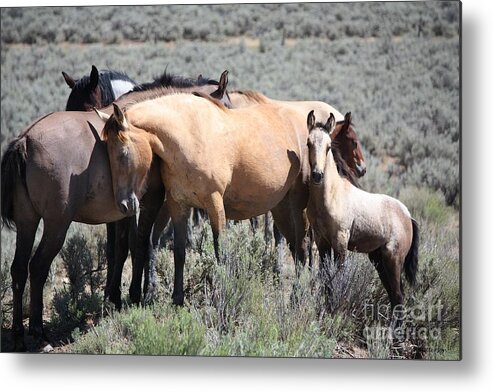 Horse Metal Print featuring the photograph Love by Veronica Batterson