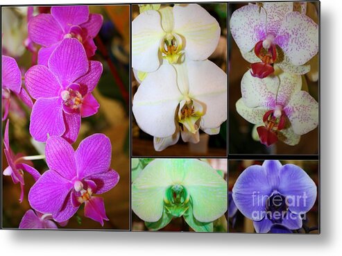 Orchid Flowers Metal Print featuring the photograph Lovely Orchids - A Collage by Dora Sofia Caputo
