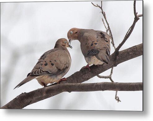 Bird Metal Print featuring the photograph Lovey Dovey by Richard Kitchen