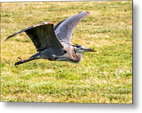 Bird Metal Print featuring the photograph Low Flying Great Blue by Kate Brown
