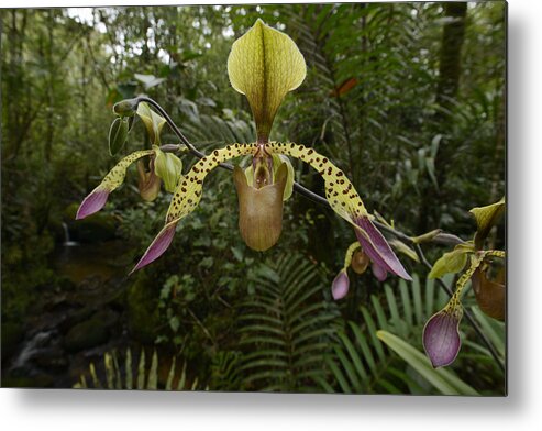 Feb0514 Metal Print featuring the photograph Lows Slipper Orchid Mt Kinabalu Borneo by Ch'ien Lee