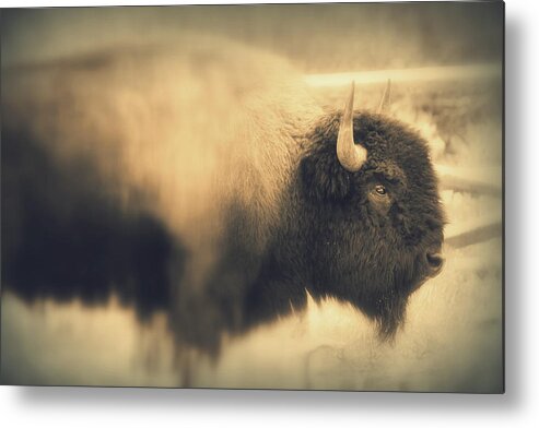 Buffalo Metal Print featuring the photograph Lucky Yellowstone Buffalo by Lynn Sprowl