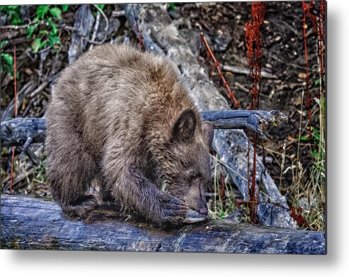 Wildlife Metal Print featuring the photograph Lunch Break by Jim Thompson