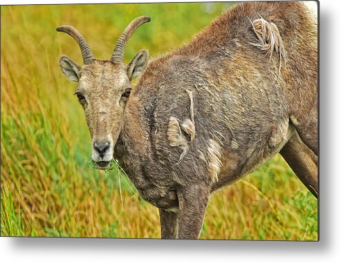 Nature Metal Print featuring the photograph Lunch by Jim Boardman