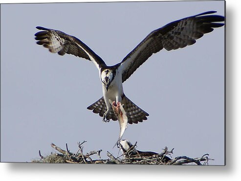 Osprey Metal Print featuring the photograph Lunch Time by Chauncy Holmes