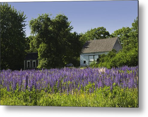 Lupine Flowers Metal Print featuring the photograph Lupine Flowers Near Round Pond Maine by Keith Webber Jr