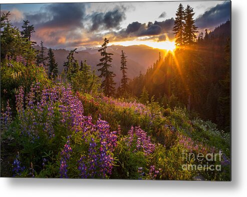 Mount Baker Metal Print featuring the photograph Lupine Meadows Sunstar by Mike Reid