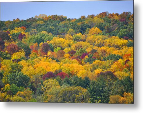 Trees Metal Print featuring the photograph Lush by Daniel Ness