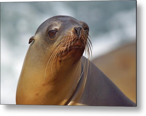 Sea Lion Metal Print featuring the photograph Lyin' at the Sea by Leda Robertson