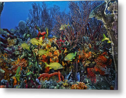 Art Metal Print featuring the photograph Lynns Reef on a perfect day by Sandra Edwards
