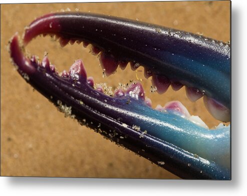 Crab Metal Print featuring the photograph Macro Crab Claw by Patricia Schaefer
