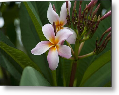 Flower Metal Print featuring the photograph Macro of a Pink Plumeria Flower by James L Davidson