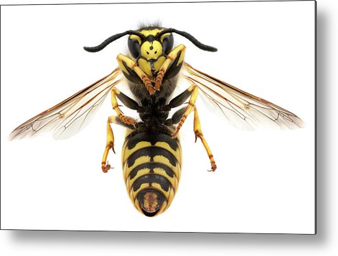 White Background Metal Print featuring the photograph Macro Photo Of A Black And Yellow Wasp by Efilippou
