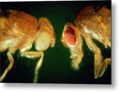 Mutation Metal Print featuring the photograph Macrophoto Of Normal & Mutant Fruit Fly by Dr Jeremy Burgess/science Photo Library