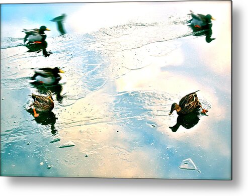 Diving Ducks Metal Print featuring the photograph Madcap Ducks by HweeYen Ong