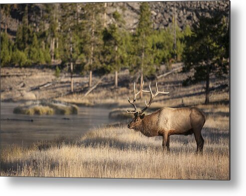 Big Game Metal Print featuring the photograph Madison River Elk by D Robert Franz