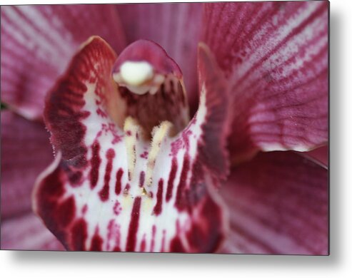 Magenta Metal Print featuring the photograph Magenta Beauty by Sue Morris