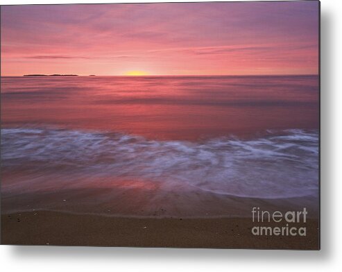 Pink Metal Print featuring the photograph Magenta Morning by Brenda Giasson