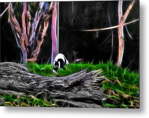 Lemur Metal Print featuring the photograph Walk in Magical Land Of The Black and White Ruffed Lemur by Miroslava Jurcik