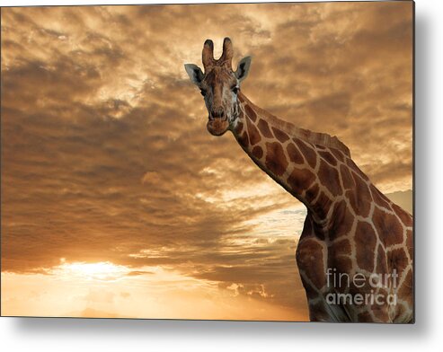 Giraffe Metal Print featuring the photograph Magical Savanna by Pete Reynolds