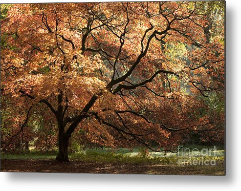 Acer Metal Print featuring the photograph Magnificent Autumn by Anne Gilbert