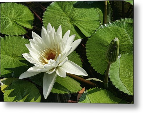 Waterlily Metal Print featuring the photograph Magnificent White Water Lily by Kathy Clark