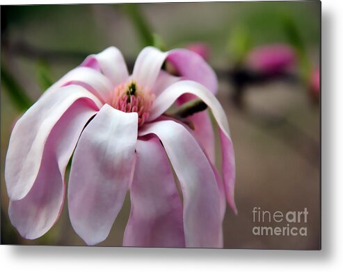 Magnolia Metal Print featuring the photograph Magnolia by A K Dayton