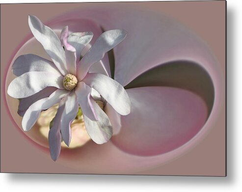 Flowers Metal Print featuring the photograph Magnolia Blossom Series 707 by Jim Baker