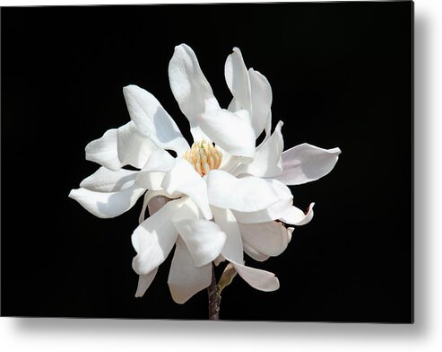 Flower Metal Print featuring the photograph Magnolia Blossom by Trina Ansel
