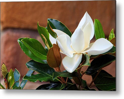 Nature Metal Print featuring the photograph Magnolia Blossom with Bud by Linda Phelps