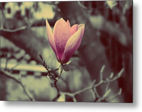 Magnolia Metal Print featuring the photograph Magnolia flower by Marianna Mills