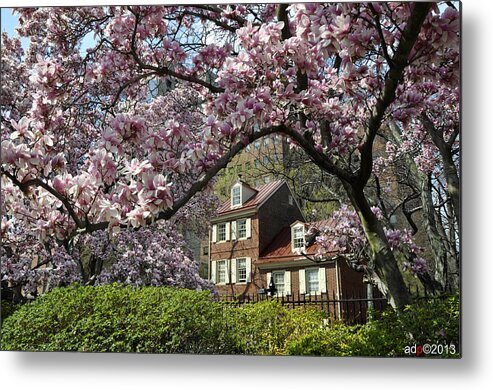 Magnolia Garden Metal Print featuring the photograph Magnolia Garden 2013 by Andrew Dinh