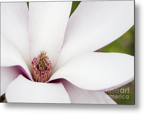 Flowers Metal Print featuring the photograph Magnolia by Patty Colabuono