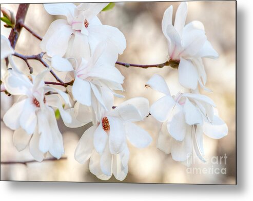 April Metal Print featuring the digital art Magnolia Spring 1 by Susan Cole Kelly Impressions