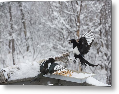 Adult Metal Print featuring the photograph Magpies Dropping in for Lunch by Tim Grams