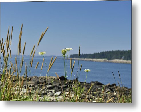 Flowers Metal Print featuring the photograph Maine seascape Penobscot Bay by Marianne Campolongo